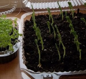 Economy Seed Starting Trays