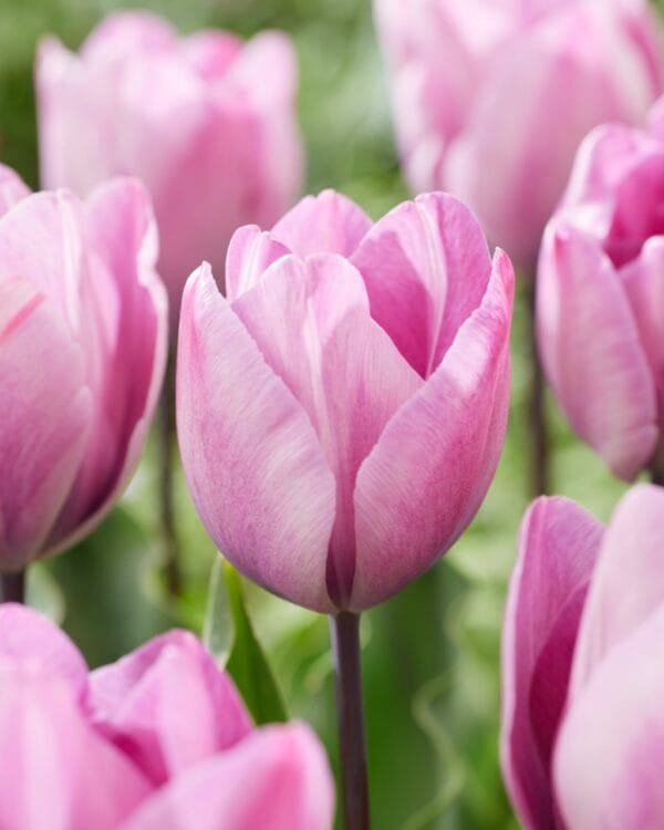 Tulip . Jacuzzi