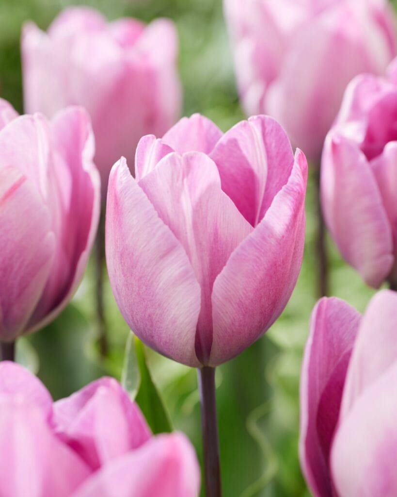 Tulip . Jacuzzi