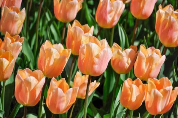Tulip . Orange Emperor