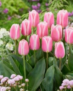 Tulip . Mandy’s Choice