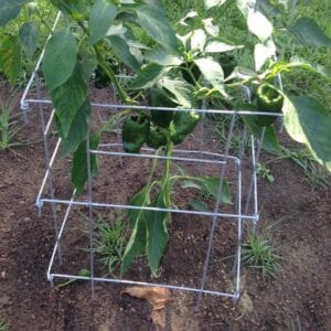 Tomato Cage