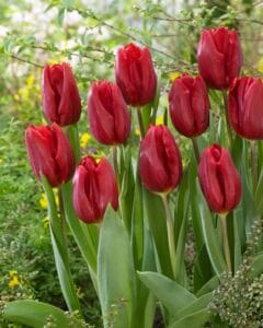 Tulip . Strong Love