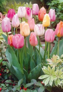 Tulip . Easter Joy Mixture