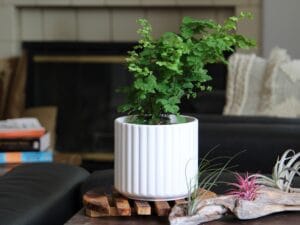 Brush Comb Planter