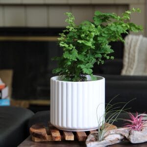 Brush Comb Planter