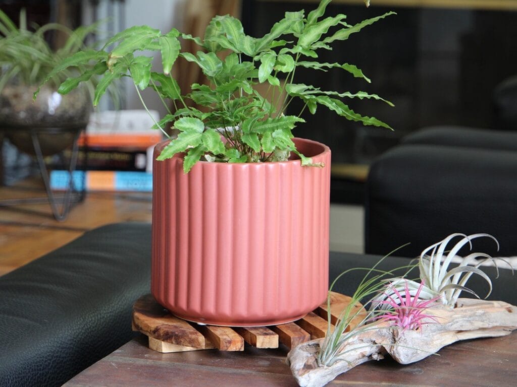 Brush Comb Planter 3 Brush Comb Planter - Image 3