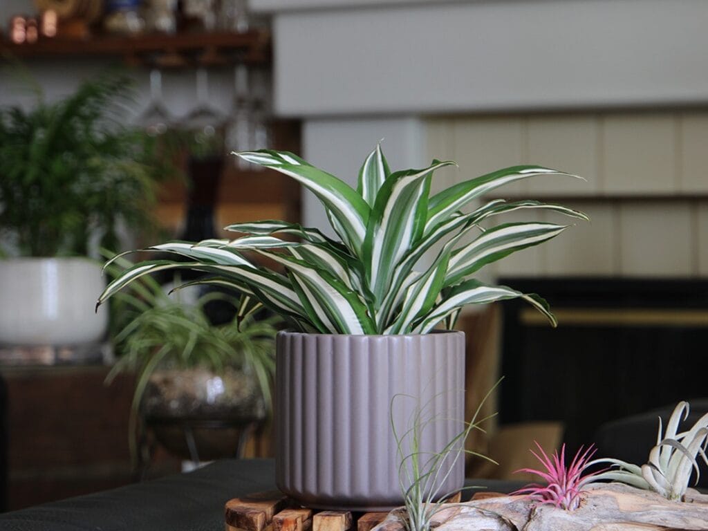 Brush Comb Planter 4 Brush Comb Planter - Image 4