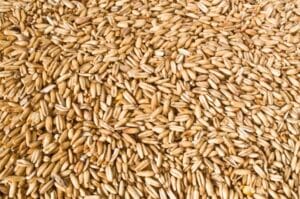 Oat Berries