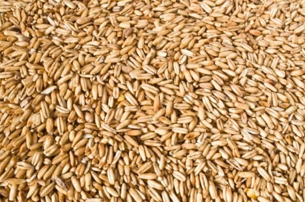 Oat Berries