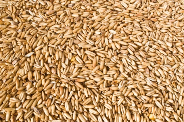 Oat Berries