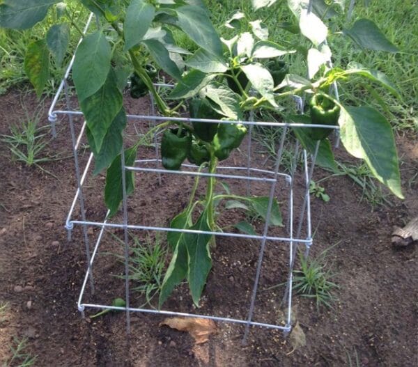 Pepper Cage