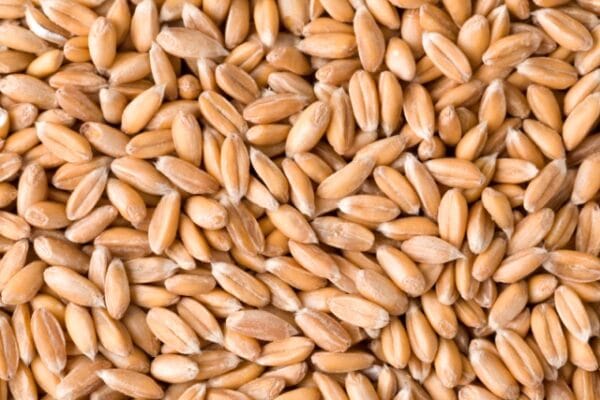 Spelt Berries - Image 2
