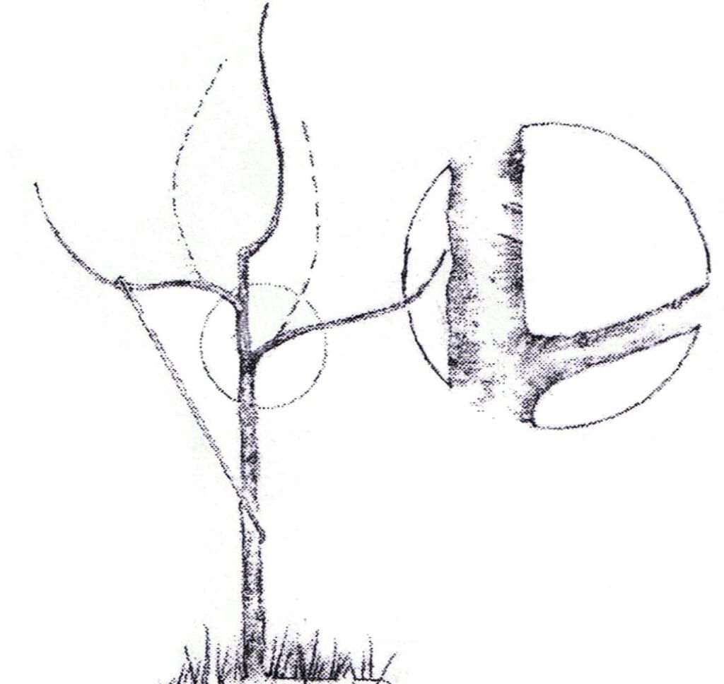 Tree Training Rubbers