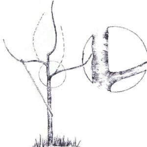 Tree Training Rubbers