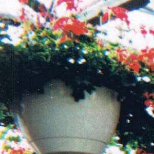 Hanging Basket