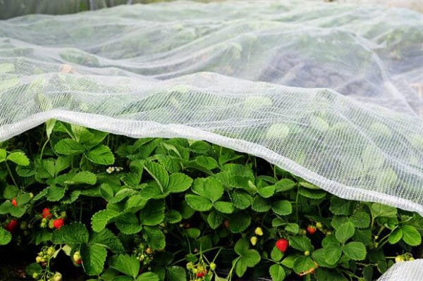 Insect Netting