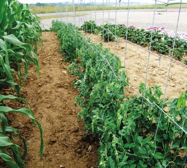 Pea Fence