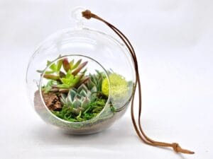 Round Hanging Terrarium
