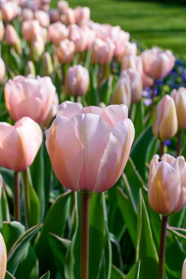 Tulip . Sweet Impression