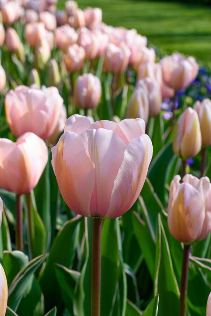 Tulip . Sweet Impression