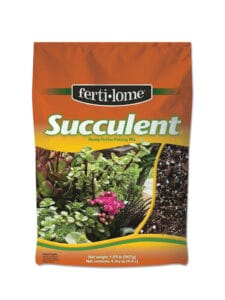 Succulent Mix