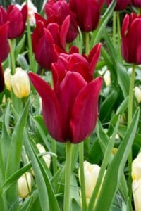 Tulip . Merlot