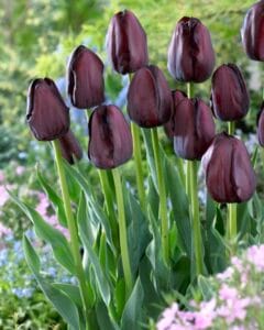 Tulip . Queen of Night