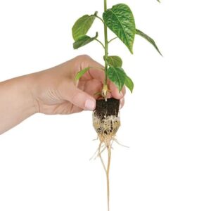 Easy Start Q-Plug Kit