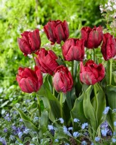 Tulip . Red Madonna