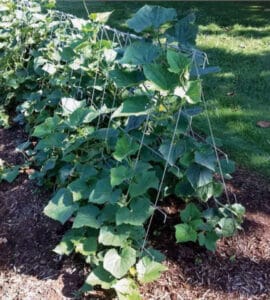 Cucumber Trellis