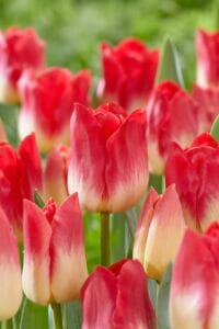 Tulip . Match
