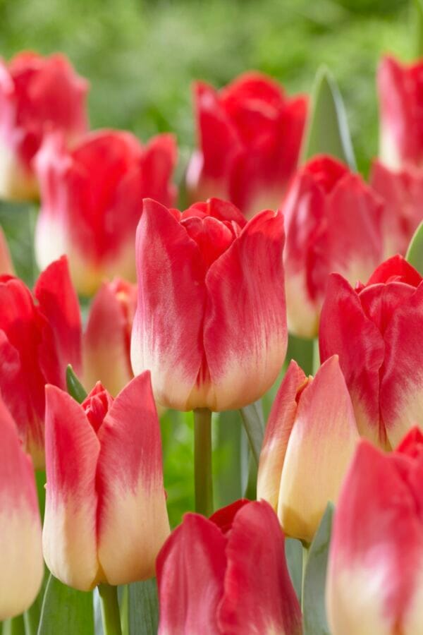Tulip . Match