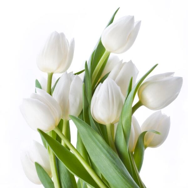 Tulip . Hakuun