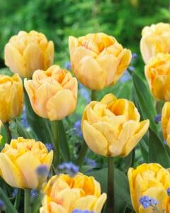 Tulip . Foxy Foxtrot
