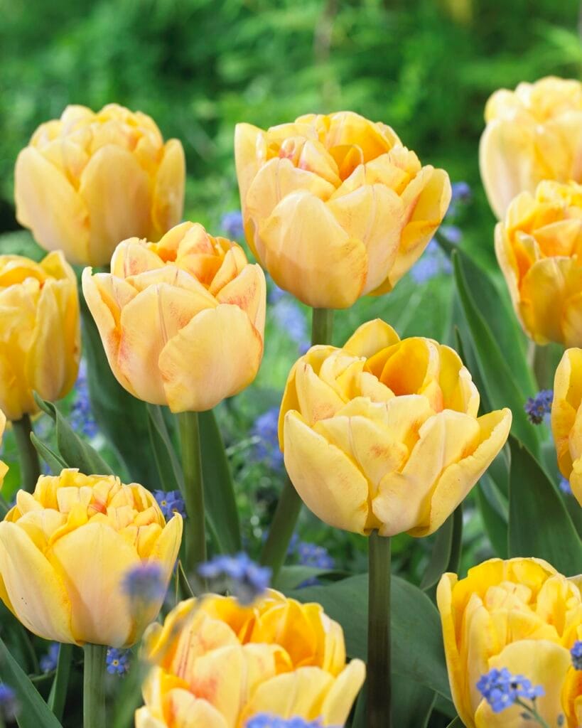 Tulip . Foxy Foxtrot
