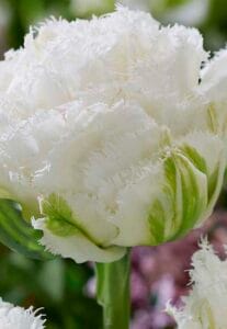 Tulip . Snow Crystal