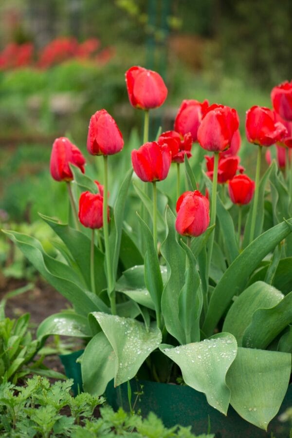 Tulip . Red Impression