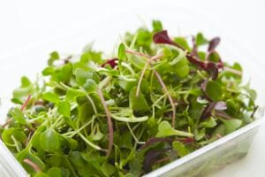 Microgreen . Rainbow Blend