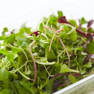 Microgreen . Rainbow Blend
