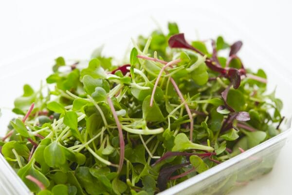 Microgreen . Rainbow Blend