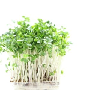 Sprouting Seed . Broccoli
