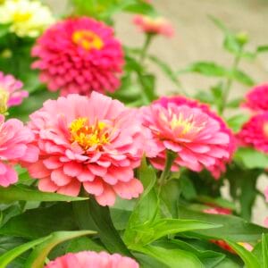 Children’s Flower Garden Packet