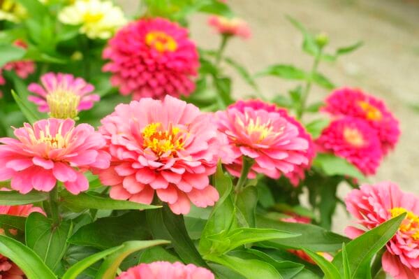 Children's Flower Garden Packet