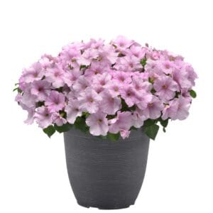 Easy Wave Pink Pearl