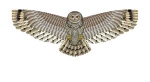 Kite . Birds Of Prey