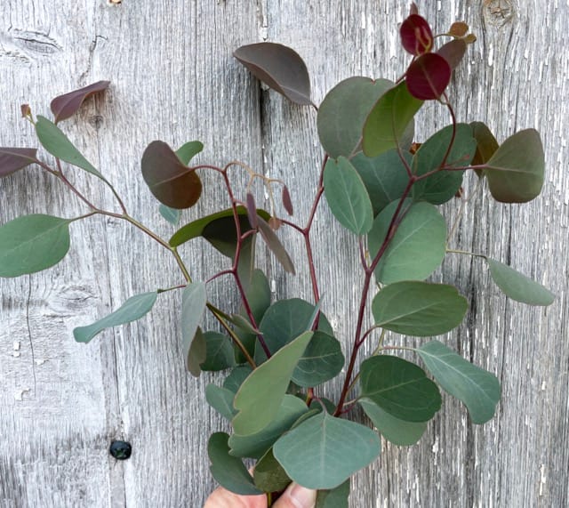 Silver Plate 1 Silver Plate