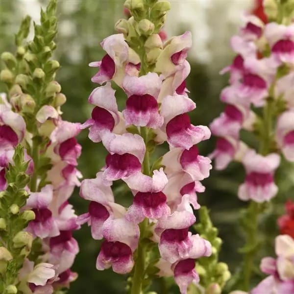 Potomac Plumblossom 1 Potomac Plumblossom