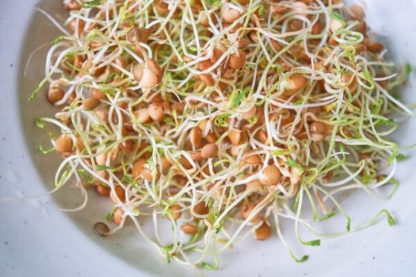 Sprouting Seed . Red Lentils
