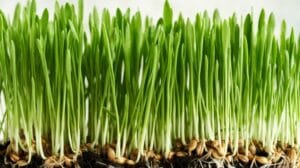 Microgreen . Wheatgrass
